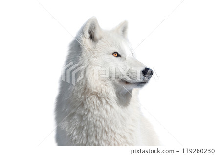 portrait polar wolf  isolated on white background 119260230