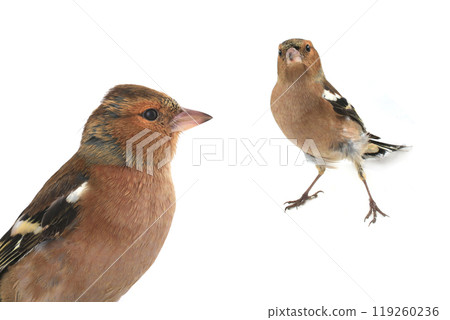 chaffinch isolated on white background 119260236