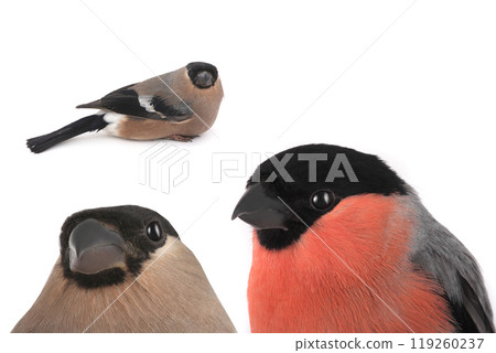 portrait  bullfinch on a white background 119260237