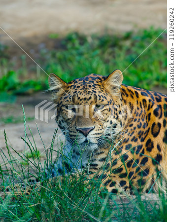 Japanese panther lying in the grass 119260242