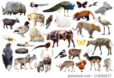 asia animals isolated 119260257