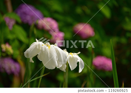 Irises and hydrangeas at Hondo-ji Temple in Matsudo, Chiba Prefecture 119260925