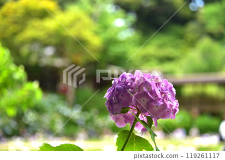 千葉縣松戶市本堂寺的繡球花 119261117