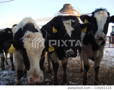 一歲成年乳牛在半天然牧場飼養,周圍有大型牧場圍欄1 一歲成年乳牛在半天然牧場飼養,周圍有大型牧場圍欄1 119261118
