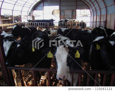 第一年的成年乳牛在半天然牧場飼養，周圍有大型牧場圍欄4 119261122