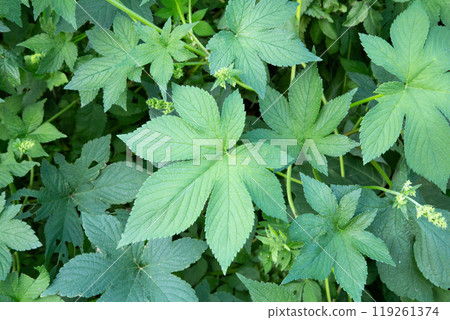 秋天引起花粉熱的植物的葉子、藤蔓和花朵 秋天引起花粉熱的植物的葉子、藤蔓和花朵 119261374