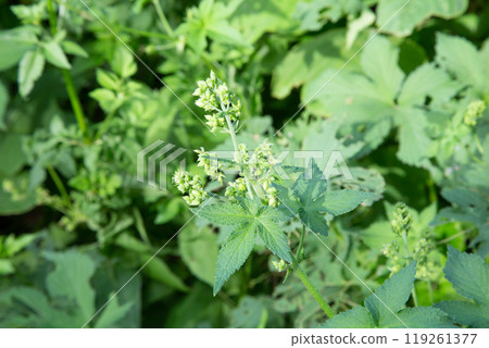 The plant that causes autumn hay fever: the Kanamgura flower The plant that causes autumn hay fever: the Kanamgura flower 119261377