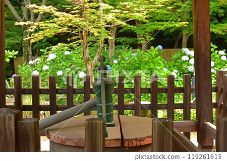 Hydrangeas blooming by the well at Hondo-ji Temple in Matsudo City, Chiba Prefecture 119261615