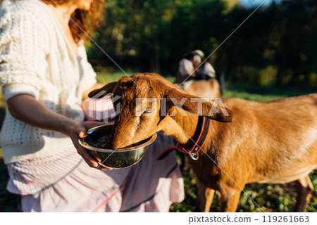 Nubian goats being fed oats by a caring woman on an eco-friendly farm. A farmer on her small, sustainable farm feeds Nubian goats oats in a serene, green environment Nubian goats being fed oats by a caring woman on an eco-friendly farm. A farmer on her small, sustainable farm feeds Nubian goats oats in a serene, green environment 119261663