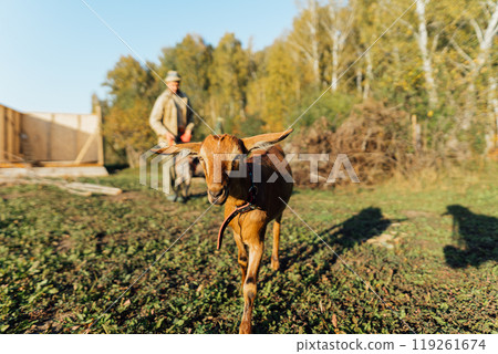 A male farmer walks her goats on an eco-farm, enjoying the warmth of the sun. The scene reflects sustainable, rural life and traditional livestock farming 119261674