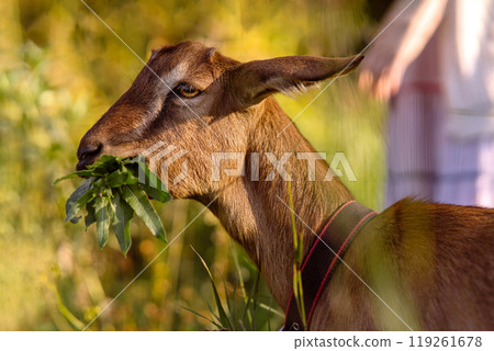 A morning walk with Nubian goats on a serene pasture reflects a peaceful, eco-friendly lifestyle. The woman and her goats enjoy the natural beauty of the countryside 119261678