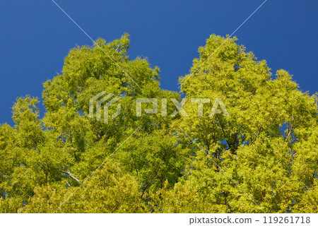 Autumn forest green leaves landscape 119261718