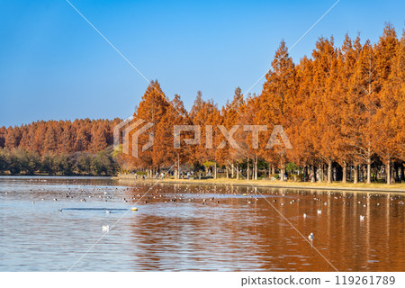 Beautiful autumn leaves of metasequoia and lakeAutumn lake 119261789