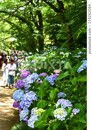 Hydrangeas at Hondo-ji Temple in Matsudo City, Chiba Prefecture 119262084