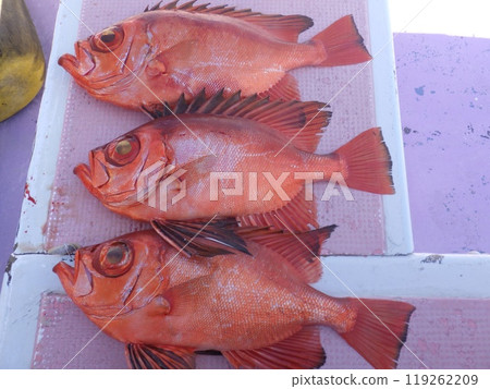 我抓到了 Chikamekintoki。 119262209