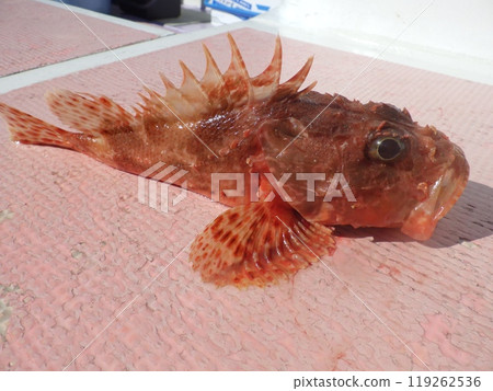 I caught a scorpionfish I caught a scorpionfish 119262536