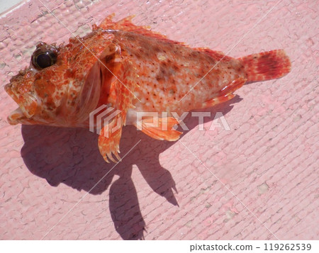 我釣到了一條石斑魚 我釣到了一條石斑魚 119262539