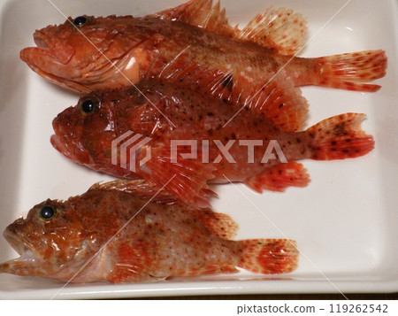 I caught a scorpionfish I caught a scorpionfish 119262542