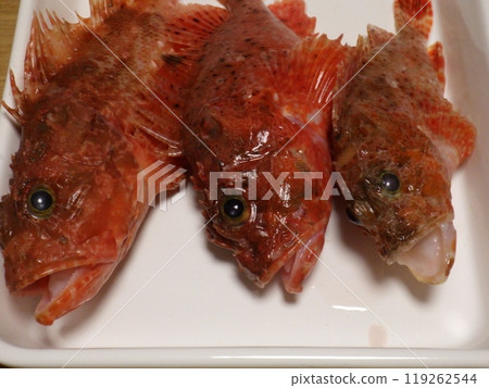 I caught a scorpionfish I caught a scorpionfish 119262544