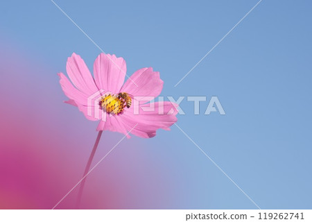 Cute pink cosmos and bees against the blue sky. Pink foreground blur. Close-up. Cute pink cosmos and bees against the blue sky. Pink foreground blur. Close-up. 119262741