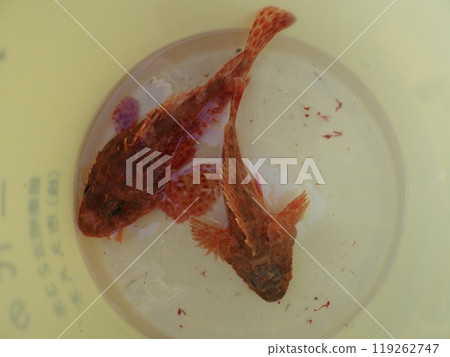 我釣到了一條石斑魚 119262747