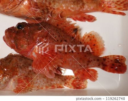 我釣到了一條石斑魚 119262748