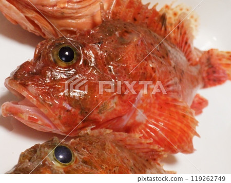 我釣到了一條石斑魚 119262749