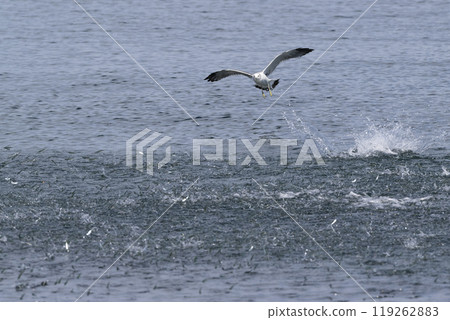 雌貓 雌貓 119262883