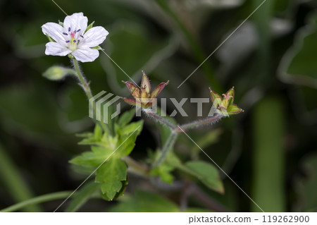 元野翔子 119262900