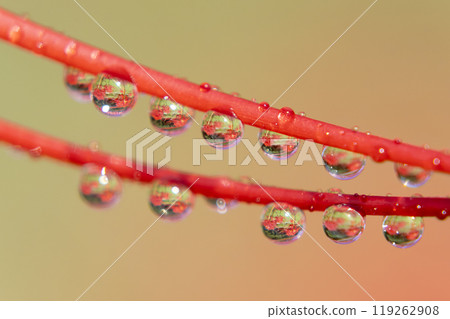 Higanbana的水滴 119262908