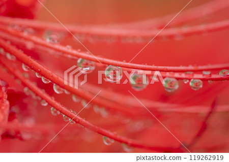 Waterdrops of Higanbana 119262919
