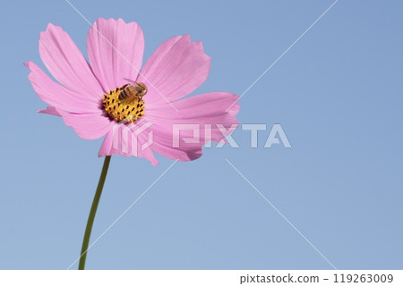 可愛的粉紅色宇宙和蜜蜂在藍天上吸蜜的特寫 可愛的粉紅色宇宙和蜜蜂在藍天上吸蜜的特寫 119263009