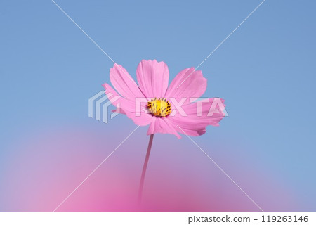 Beautiful pink cosmos against the blue sky. Slightly blurred in front. Close-up. 119263146