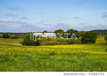 Rapeseed fields panorama. Blooming yellow canola flower meadows. Rapeseed fields panorama. Blooming yellow canola flower meadows. 119263154