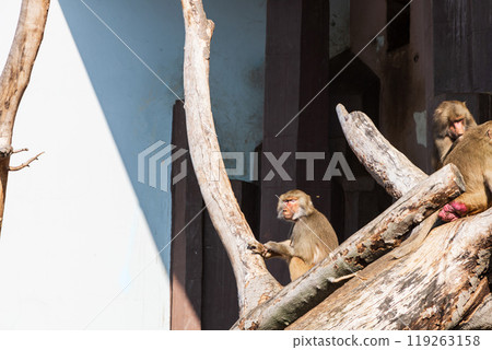 Group of funny monkeys in a zoo 119263158