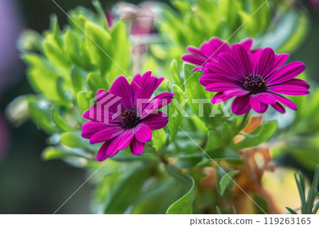 Beautiful bright background with purple Spanish daisies 119263165