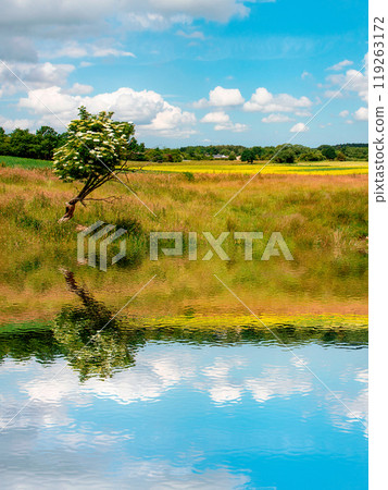 Rural landscape with a tree and a field of flowers on a summer day. 119263172