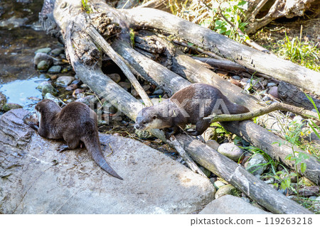Two otters together catch fish by the stream Two otters together catch fish by the stream 119263218