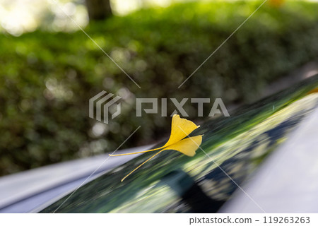 Gingko leaves 119263263