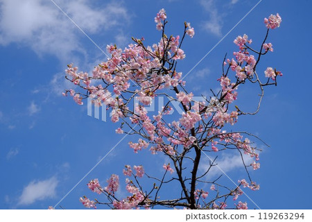 Kawazu cherry blossoms shining against the blue sky [Tsukui, Sagamihara City, March] 119263294