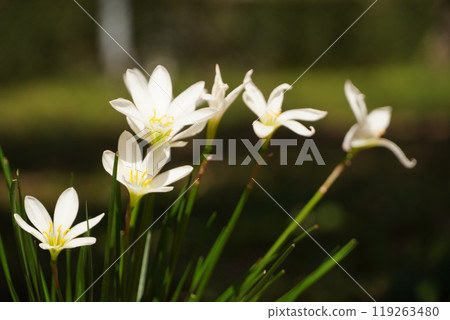 Zephyrinus 119263480