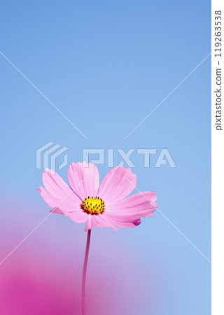 Beautiful pink cosmos against the blue sky. Pink foreground blur. Close-up. 119263538