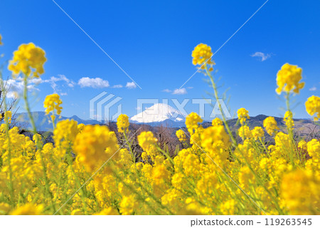 Kanto, Azumayama Park, spring image, Mount Fuji decorated with rape blossoms in full bloom to celebrate the arrival of spring, Ninomiya Town, Kanagawa Prefecture (2) Kanto, Azumayama Park, spring image, Mount Fuji decorated with rape blossoms in full bloom to celebrate the arrival of spring, Ninomiya Town, Kanagawa Prefecture (2) 119263545