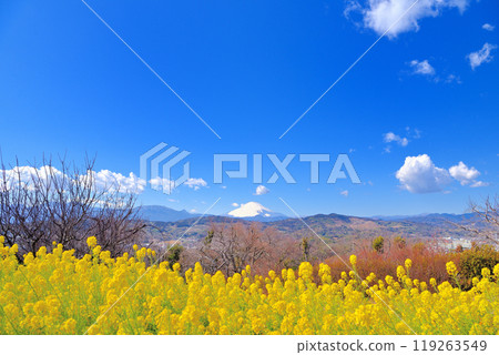 關東/東山公園/春天的景色、春天來臨的油菜花和積雪的初春富士山/神奈川縣二宮町(4) 關東/東山公園/春天的景色、春天來臨的油菜花和積雪的初春富士山/神奈川縣二宮町(4) 119263549