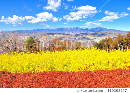 關東、東山公園、油菜花和紅知更鳥的層次、神奈川縣二宮町丹澤和大山的山脈(1) 119263557
