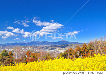 關東 / 東山公園 / 春天到來的油菜花和丹澤、大山的美景 / 神奈川縣二宮町 (2) 關東 / 東山公園 / 春天到來的油菜花和丹澤、大山的美景 / 神奈川縣二宮町 (2) 119263561