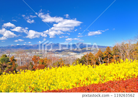 關東、東山公園、油菜花和紅知更鳥的層次、神奈川縣二宮町丹澤山和大山的山脈(3) 關東、東山公園、油菜花和紅知更鳥的層次、神奈川縣二宮町丹澤山和大山的山脈(3) 119263562