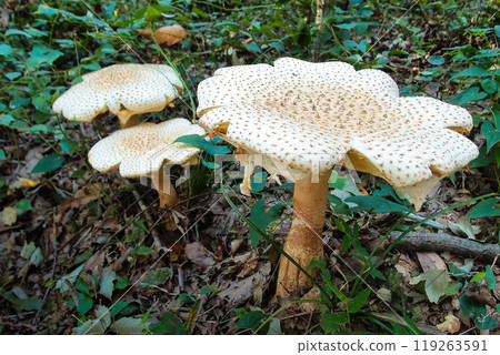 A fully opened white mushroom 119263591