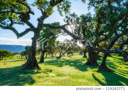 Fanal forest trees on Madeira island, Portugal 119263771