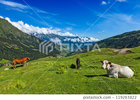 Cows grazing in Himalayas Cows grazing in Himalayas 119263822